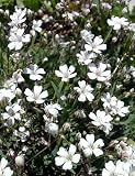 Amazon / Hirts: Sun Perennials: CreepingWhite Babies Breath 8 Plants - Gypsophila