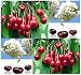Sweet Mazzard Cherry Tree Seeds - Prunus avium Showy Fragrant Flowers - Edible & Decor (100 Seeds)