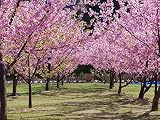 【1年間枯れ保証】【街路樹＆公園樹】サクラ/河津桜　15cmポット　5本セット　送料無料