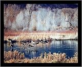 Canada Geese II (Over Water) Framed Art Poster Print - 16