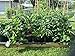 Root Pouch Grow Bag, 15 Gallon with Handle, 3-4 Year (Bundle of 10)