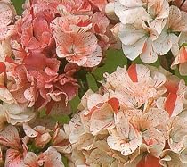 Geranium Speckles 6 Seeds