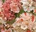 Geranium Speckles 6 Seeds