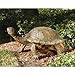 Design Toscano The Tranquil Tortoise Garden Sculpture - Giant