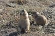 Lunch Time at Prairie Dog Town - Adprab;e 16x20-inch Photographic Print by Carol M. Highsmith
