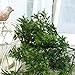 Green Artificial Plant 6 Branches Parsley Grass Home Wedding Decor