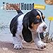 Basset Hound Puppies 2016 Calendar