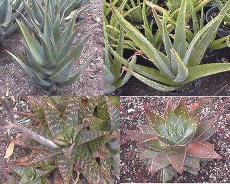 Aloe Samenmix - 20 Samen Aloe Samenmix - 20 Samen