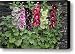 Hollyhock Alcea Rosea Flowers Canvas Print / Canvas Art - Artist VisionsPictures