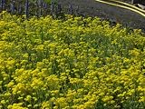 Eigenschaften Dachstauden  / Alyssum saxatile - Felsensteinkraut, 6 Pflanzen