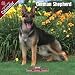German Shepherd 2009 Wall Calendar 12 X 12