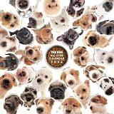 The Dog All-Star (Artlist Collection)