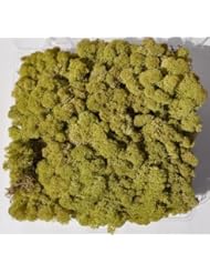 Reindeer Moss, Preserved - Light Green, 20-Ounce (1.25 Pounds) in a Designer Series Clear Case. (Reico Art 108067 - Soft and Colored Reindeer Moss)