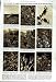 1951 AUSTRALIAN WEEDS ENGLAND GREY SHODDY GOOSEFOOT