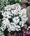 Unwins Bulbs - Puschkinia Libanotica 35 prepacked bulb(s)