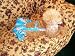Joybies Blue Aloha PiddleSkirt for XX Small Female Dog (Measuring 9-11From Collar to Base of Tail)