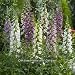 Plug Plants: Perennials: Pack of 6. Digitalis Bondana Mixed