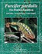 Furcifer pardalis. Das Panthercham�leon