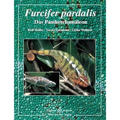 Furcifer pardalis. Das Panthercham�leon
