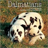 Picture Of 2009 Dog Calendars: Dalmatians 2009 Calendar - Dog Calendar - 30 x 30 cm