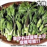国華園　有用植物苗　大株コシアブラ　1株