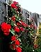 Climbing Blaze Rose - Scarlet-Red Double Flowers - 4