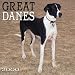 Great Danes 2000 Calendar: Uncropped Ears