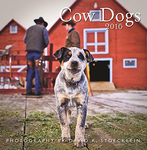 2016 Cow Dogs Wall Calendar