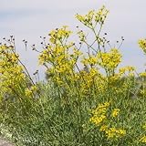 Weinraute - Ruta graveolens (50 Samen)