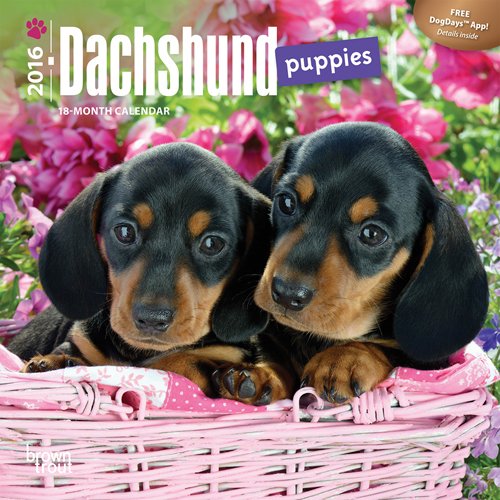 Dachshund Puppies 2016 Mini 7x7 (Multilingual Edition)