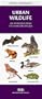 Urban Wildlife: An Introduction to Familiar Species (Pocket Naturalist)