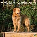 Golden Retrievers 2011 Wall Calendar