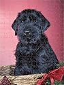 Prints of Dog - Giant Schnauzer - In Christmas basket from Ardea