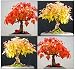 61HOE5ZCDeL. SL75  Bonsai Tree Japanese Maple