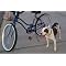 Exercise . . with your pet !