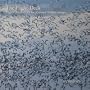 The Flight Deck: Digital Rhythms of Our National Wildlife Refuges