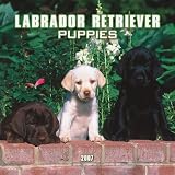Labrador Retriever Puppies 2007 Mini Calendar