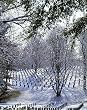 A Cold Winter Day at Arlington National Cemetery - Compelling 16"x20" Photographic Print by Carol M. Highsmith