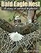 Bald Eagle Nest