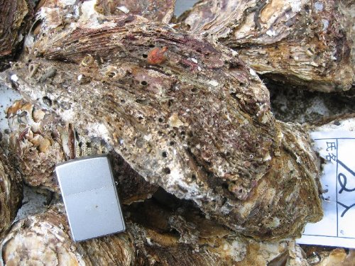 生食用　岩牡蠣3L-3kg　6個程度　山陰境港産