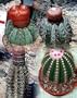 Mixed Melocactus Cactus 20 Seeds - Mixed Species
