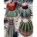 Mixed Melocactus Cactus 20 Seeds - Mixed Species
