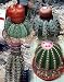 Mixed Melocactus Cactus 20 Seeds - Mixed Species