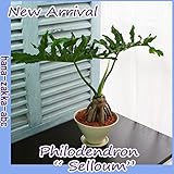 【観葉植物】 フィロデンドロン・セローム 4号鉢 スタイリッシュな根あがりタイプ【インテリアグリーン】