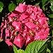 Hydrangea macrodhylla Alpengl�hen - 1 shrub