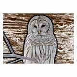 Glasses Cleaning Cloth Large Sized 2-Sided of Snow Owl (Arctic Owl, Barn Owl, Horned, Hooting)