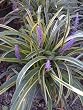 Liriope Silvery Sunproof One Gallon Plant