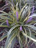 Liriope Silvery Sunproof One Gallon Plant