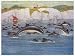Jigsaw of COMMON PORPOISE/SARGENT from Mary Evans