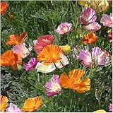 Package of 2,000 Seeds, Ballerina Mixed California Poppy (Eschscholzia californica) Non-GMO Seeds By Seed Needs